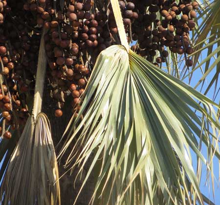 Makalani Palm Tree