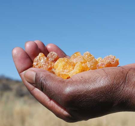 Namib Myrrh