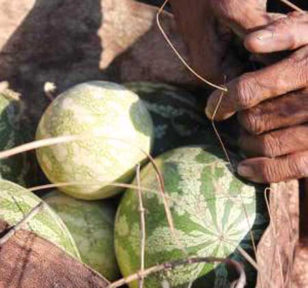 Tsamma Melon Seed Oil
