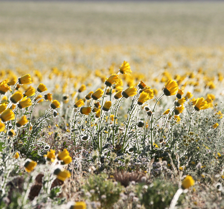 Floral splendour to remind us of the value of life