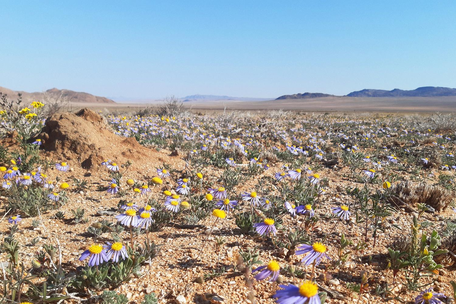 Alt_Text_for_the_slideshow_img