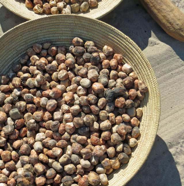 Dried Marula Nuts